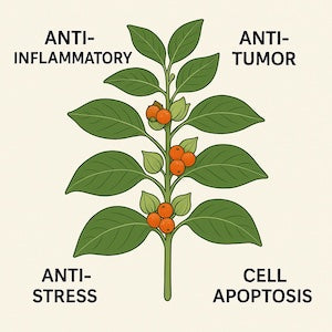 Ashwagandha : Powerful Health Benefits