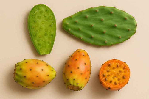 Benefits of Cactus: An Ayurvedic and Scientific Perspective  Ayurvedic  Rasayanas