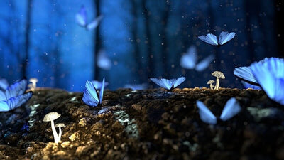Dreams