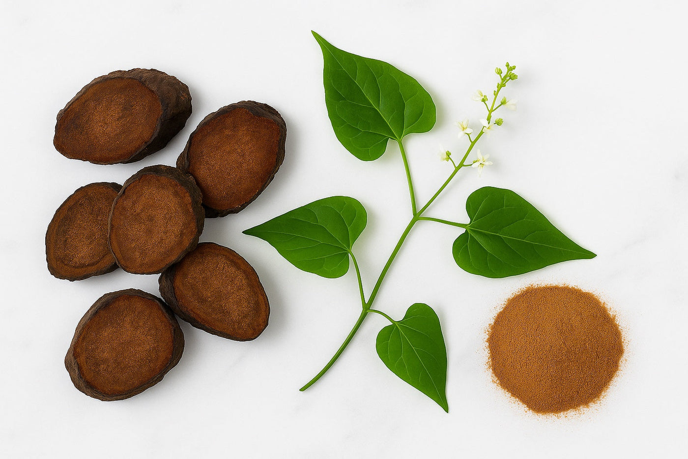 Fo ti plant, root and powder