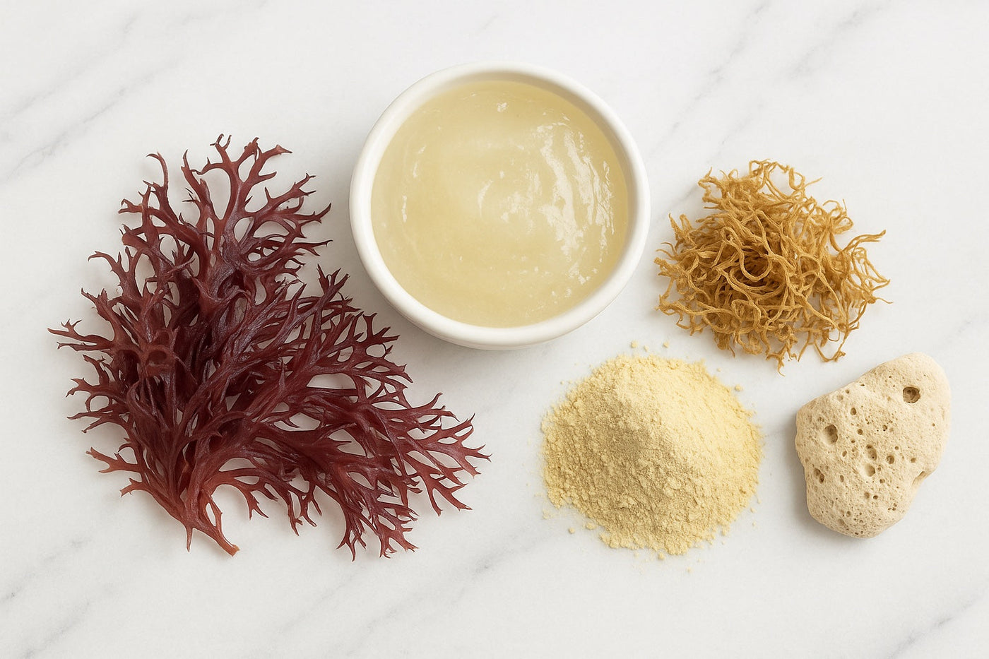 Irish moss plant and powder on white marble counter
