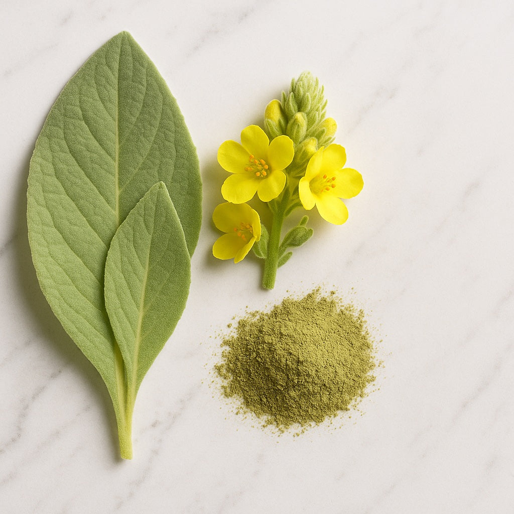 Mullein