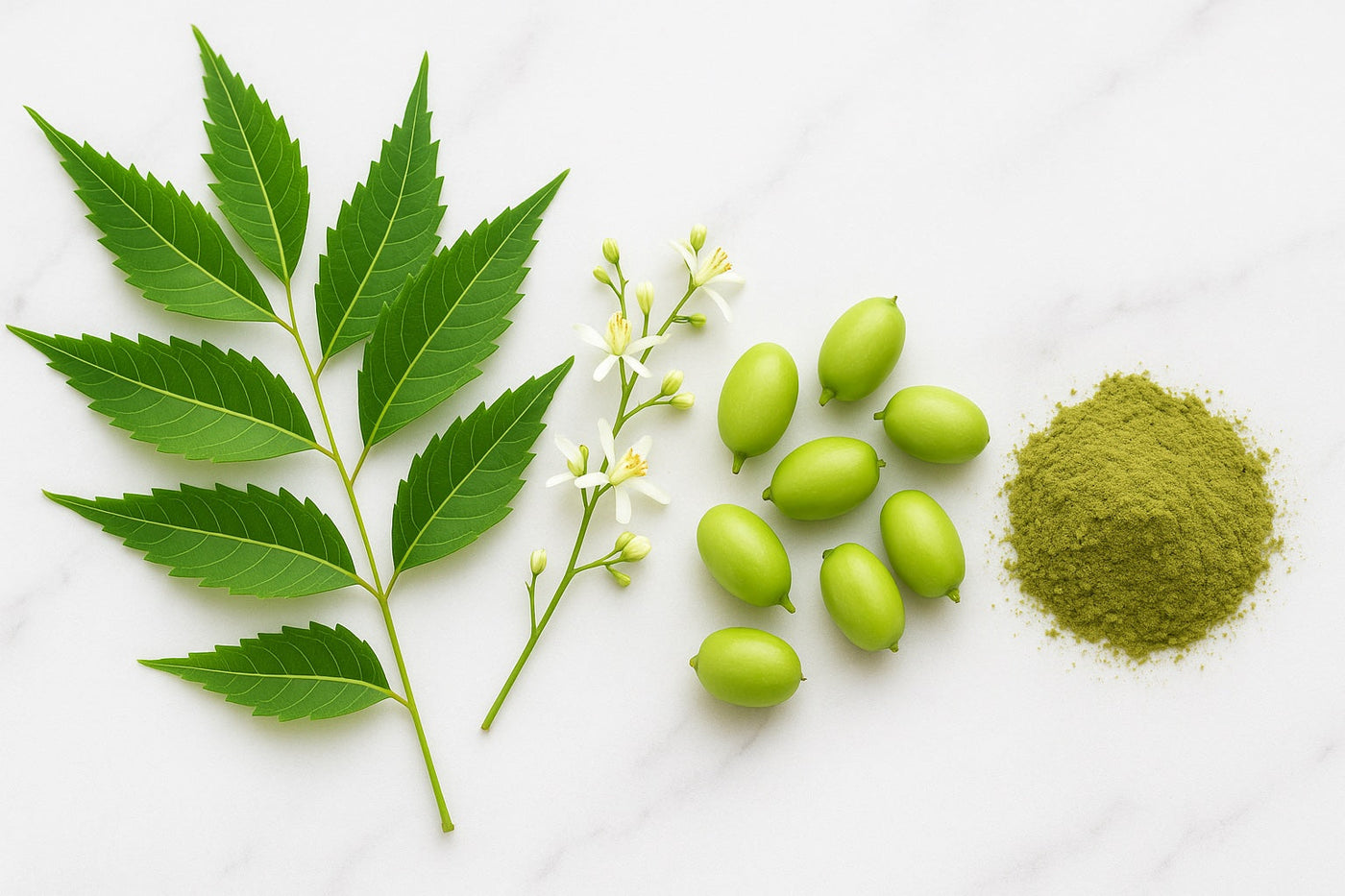 Neem leaves and flowers 
