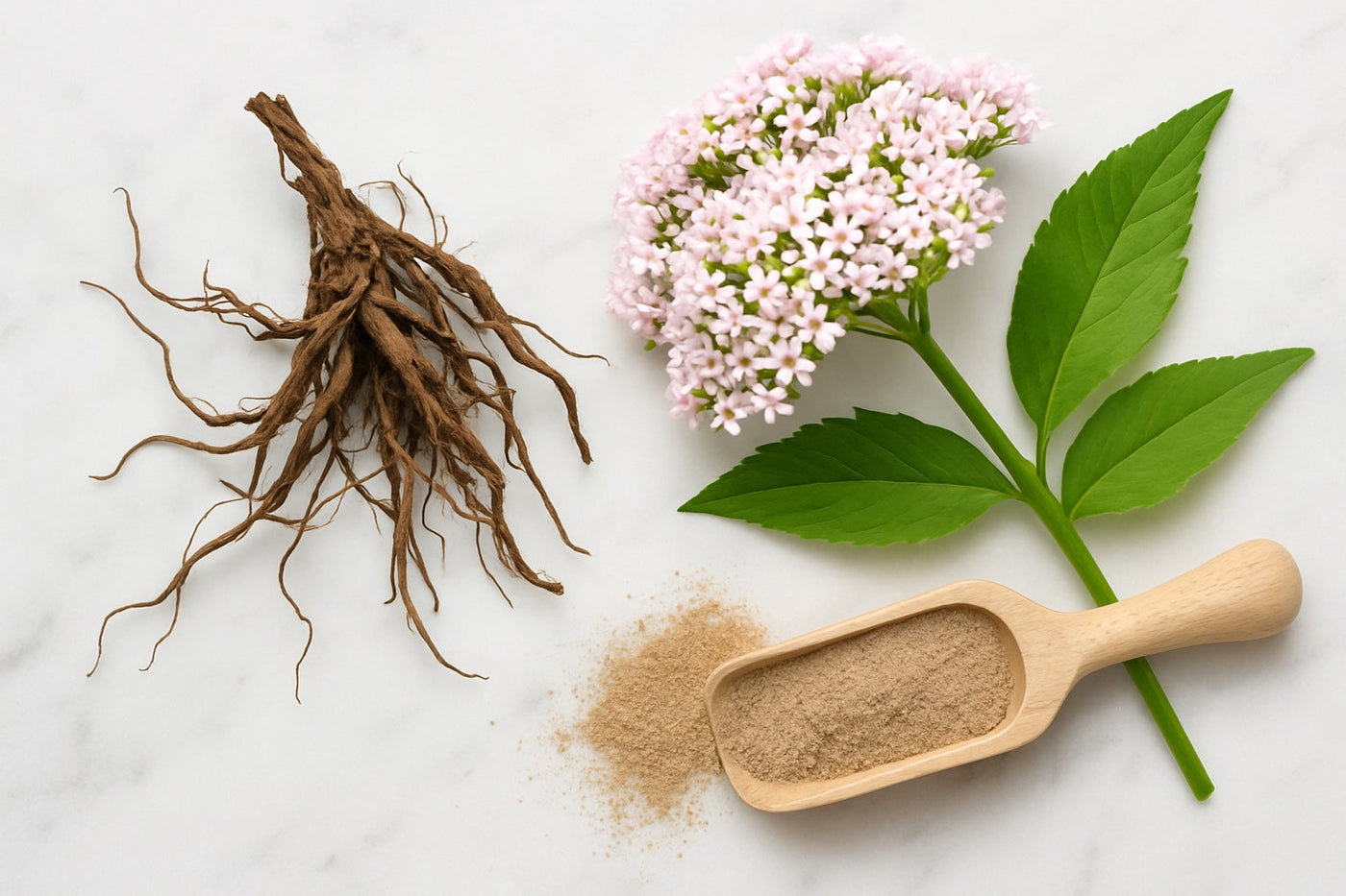 Valerian root, flower and root